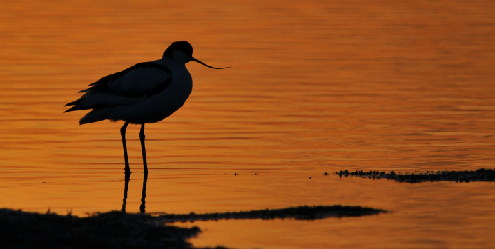 Early Birds - Exclusive Members' Morning